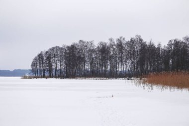 Frozen lake near forest with ice and dry cane reeds