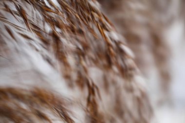 Tender fluffy reed tops on white snow abstract background