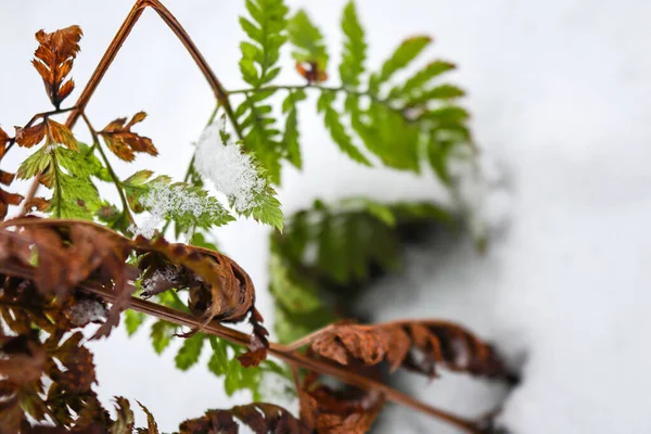 Бурые и зеленые листья папоротника на снегу — стоковое фото