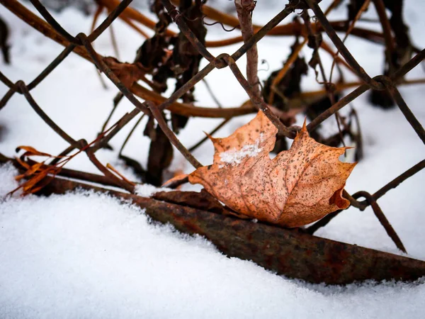 Сухой лист, застрявший на проволочном заборе на белом фоне снега — стоковое фото