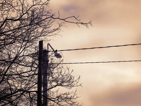 Fios e lâmpada de rua com pássaro sentado e ramos de árvores sem folhas no fundo do céu escuro sépia — Fotografia de Stock