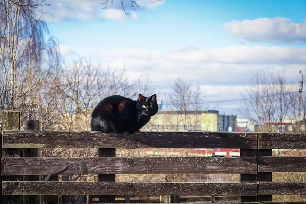 Чорний кіт сидить на дерев'яній дошці паркану на міському фоні з блакитним небом і білими хмарами — стокове фото