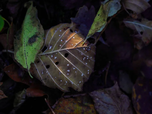 Hoja seca marrón con agujeros entre dos hojas verdes en tierra oscura con otras hojas secas — Foto de Stock