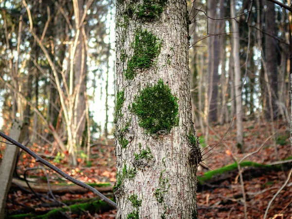 Musgo verde creciendo en tronco de árbol con fondo de bosque con árbol caído y hojas marrones cubiertas de tierra —  Fotos de Stock