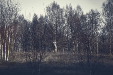 Güneşli bir günde ormandaki sıra geyikleri gri tonlu fotoğrafçılık