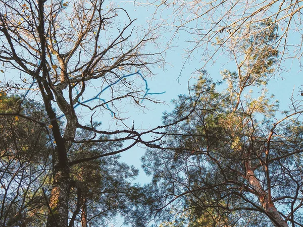 stock image Leafless trees branches on blue sky background