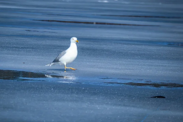 Fiskmåsen går på is med vattenpölar på frusen sjö — Stockfoto