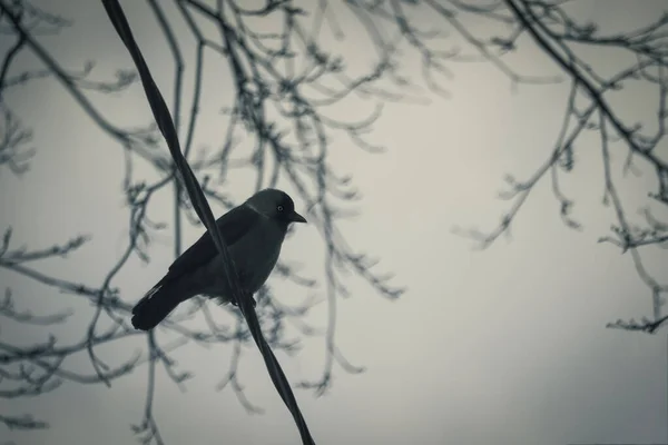 Burung jackdaw hitam kecil dengan mata hitam dan paruh panjang duduk di kawat pada latar belakang langit abu-abu — Stok Foto