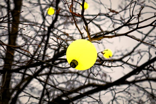 Ampoule sphérique jaune suspendue à une branche d'arbre sur un arbre sans feuilles et un fond de ciel nocturne Images De Stock Libres De Droits