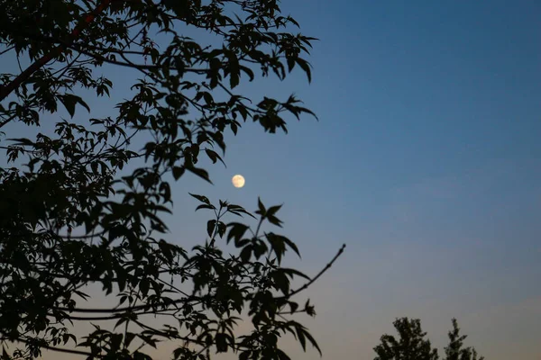 Small Blurry Moon Almost Full Circle Blue Sky Dark Tree — Stock Photo, Image
