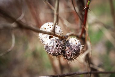 Baharın yeşillik arka planında yapraksız çit dalında sivri uçlu ve delikli beyaz böcek kozaları
