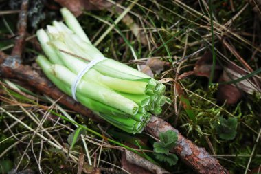 Taze yeşil soğan uçları bir demet bağlanmış ormanda yosun ve çam iğneleri üzerinde yatıyor.