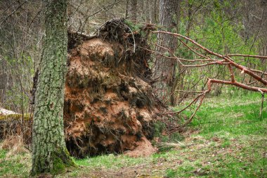Fallen pine tree in the forest with its roots lifted up