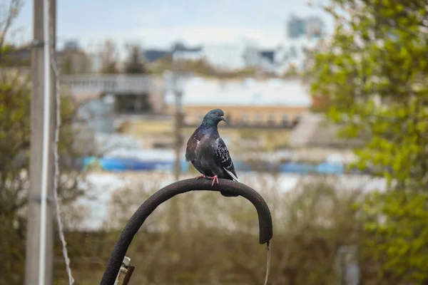 Close-up of full body of a pigeon bird sitting on a pipe and looking at the camera with one eye on a spring day — Zdjęcie stockowe