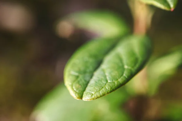 Cowberry φύλλα φυτών με φλέβες μακροεντολή πυροβόλησε σε σκούρο πράσινο δάσος θολή φόντο στο φως του ηλιοβασιλέματος — Φωτογραφία Αρχείου