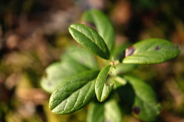 Cowberry planta hojas verdes con agujeros que crecen en el suelo del bosque seco en la luz del atardecer — Foto de Stock