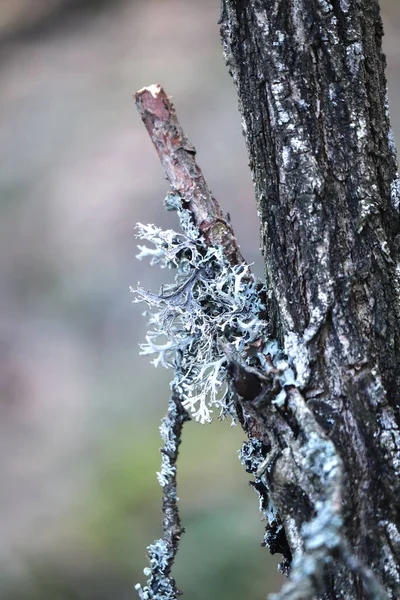 Pezzo di lichene bianco strutturato che cresce su un piccolo ramo rotto di una betulla vicino al tronco — Foto Stock