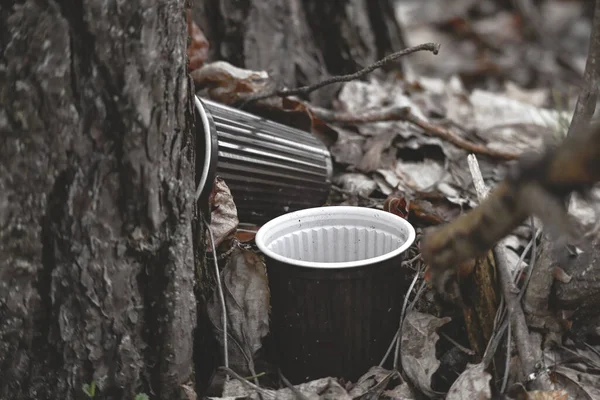 나뭇잎이 마른 나무 줄기 근처 숲 속에 남아 있는 두 개의 플라스틱 커피 잔 이 땅에 떨어져 있다 — 스톡 사진