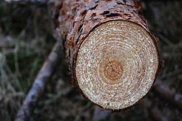 Cross section of a tree trunk showing growth rings lying on ground in the forest — Foto de Stock