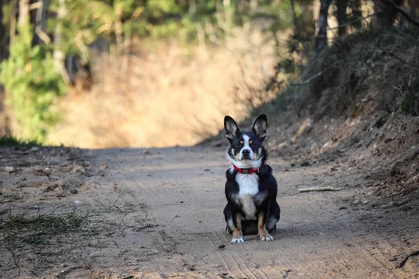 Small black and white dog with red collar sitting on sandy road on sunny day in the forest looking into the camera — Foto Stock