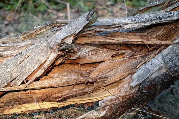 Aprire il tronco dell'albero rotto con vista dettagliata all'interno della texture nella fessura — Foto Stock