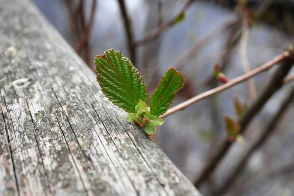 New spring leaves linger in sunlight on old wooden railing cracked surface — Foto de Stock
