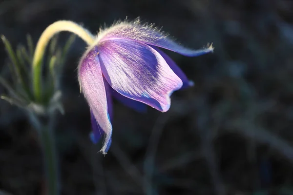 Violet Prairie Crocus Spring Flower Hovering Ground Forest Dark Background — Photo