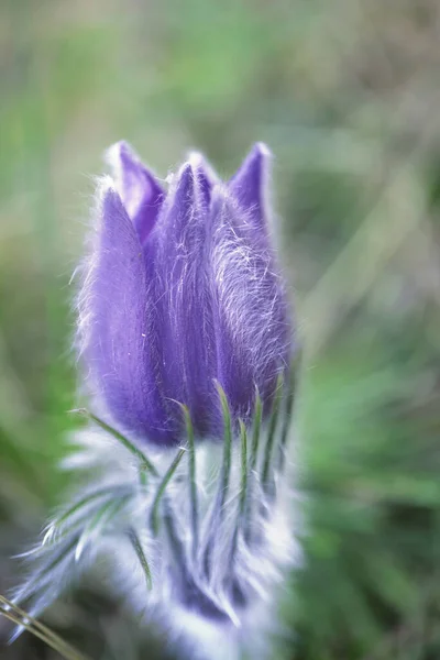 Purple Prairie Crocus Spring Flower Blurry Green Grass Background —  Fotos de Stock