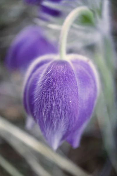 Violet Prairie Crocus Spring Flower Hovering Dry Grass Forest —  Fotos de Stock