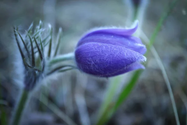 Violette Prairie Crocus Printemps Fleur Poussant Dans Herbe Longue Dans — Photo