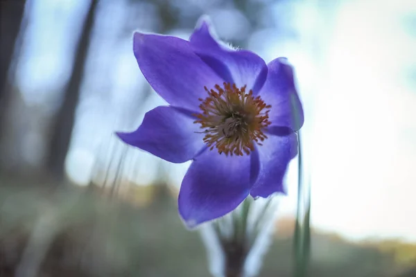 Violet Prairie Crocus Spring Flower Fully Open Cup White Background — Φωτογραφία Αρχείου