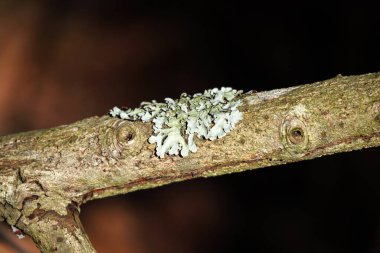 Mavimsi beyaz keten yosunları. Bulanık koyu sırt çantasıyla bir ağaç dalında yetişiyor.