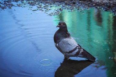 Yağmur birikintisinde oturan güvercin. Su halkaları, mavi gökyüzü ve akşam yeşil bina yansımaları.