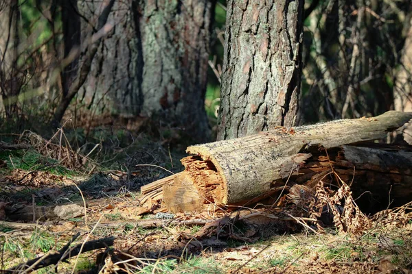 폭풍으로 봄철에 의나무가 쓰러진 나무가 손상되었다 — 스톡 사진