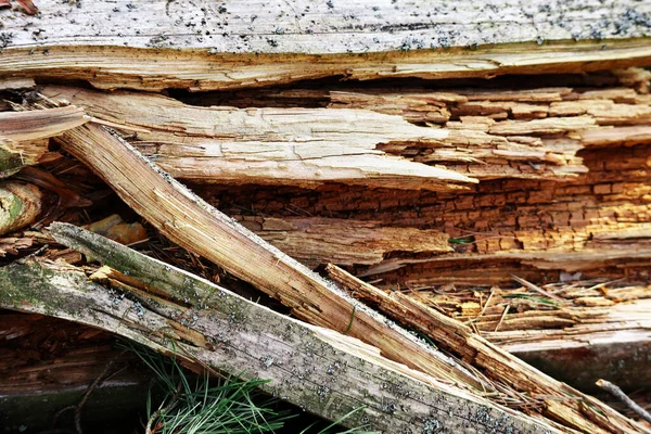 Primo Piano Del Legno Scheggiato All Interno Tronco Albero Rotto — Foto Stock