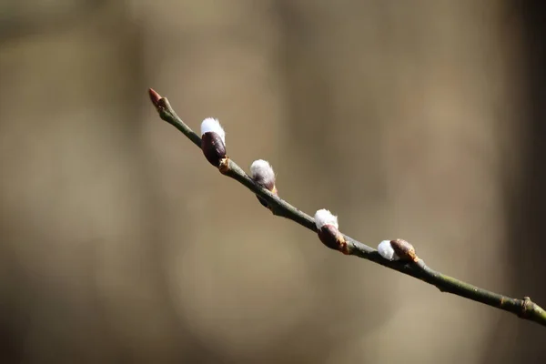 Close White Fluffy Buds Pussy Willow Tree Branch Warm Spring — Foto de Stock