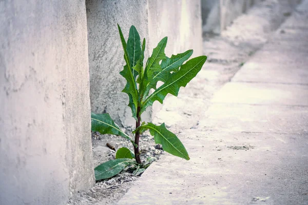 Φυτό Milkweed Μακριά Φύλλα Που Φυτρώνουν Τσιμεντένιο Πεζοδρόμιο Κοντά Τοίχο — Φωτογραφία Αρχείου