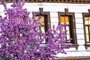 Arka planda pencereleri olan bir apartmanın önünde pembe kiraz çiçekleri dalları