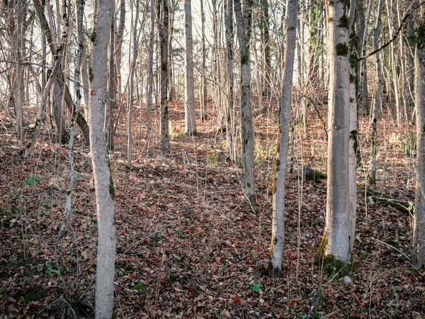 Belos Troncos Árvores Floresta Outono Luz Solar Folhas Secas Chão — Fotografia de Stock