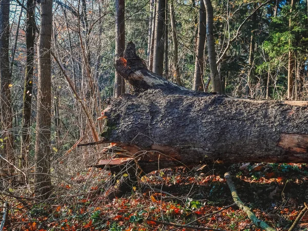 Arbre Tombé Est Dans Forêt Automne Sur Des Feuilles Jaunes — Photo