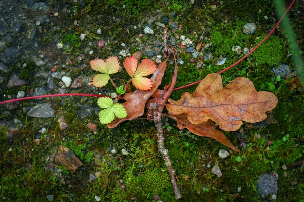 Wilderdbeere Junge Pflanze Greena Rote Blätter Mit Weinstock Und Eine — Stockfoto