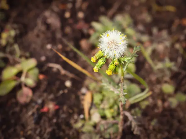 Bilinen Groundsel Veya Senecio Vulgaris Çiçekleri Vahşi Arka Planda Karanlık — Stok fotoğraf