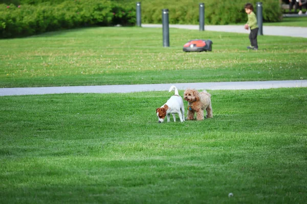 Perros Pequeños Persiguiéndose Unos Otros Jugando Césped Verde — Foto de Stock