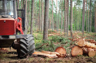 Red forest machine that clears trees in green summer forest standing near scut wood logs surrounded by still growing tree trunks
