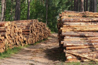 Tree logs and stumps with bark lie stacked on both sides of a road in a forest after being massively cut