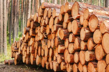 Tree logs and stumps with bark lie stacked in a forest after being massively cut