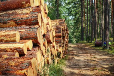 Tree logs and stumps with bark lie stacked in a forest after being massively cut