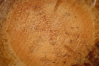 Cross section of tree trunk log circular textured background