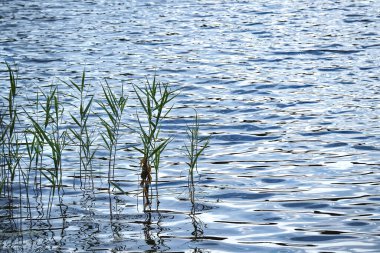 Green straigh reeds growing on wavy lake water with sky reflection background