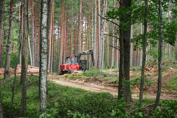 Red forest machine that clears trees in green summer forest standing near sandy road surrounded by still growing tree trunks